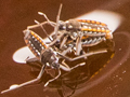 Velia caprai